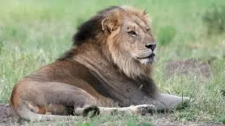 The Last Two Vurhami Male Lions | Recent Sightings