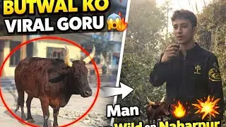 Butwal Ko Viral Goru 🐃 | Dangerous Walk | Naharpur Adventure  #vlog #wildlife  #horror #adventure 