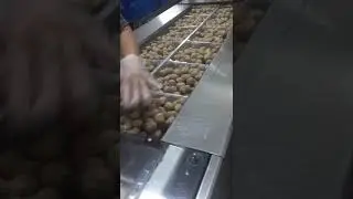 Variovac Optimus Meatball Packing