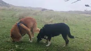 Braunton Burrows To Saunton Sands 