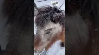 Why we don&rsquo;t blanket most of our horses in winter #horse #horselife #animals #trending #horsemanship