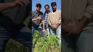 Citronella oil in Vidharbha