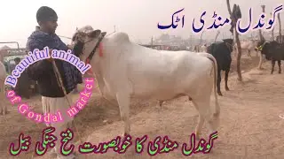Gondal Mandi Attock Latest Update Dec  2025 | Taxila Maweshi Mandi | Haripur animals tv