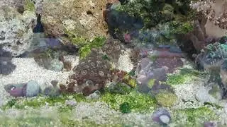 Algas verdes em aqu&aacute;rio marinho