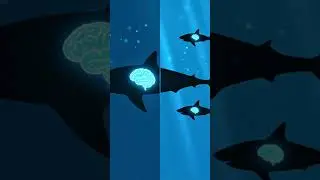 White Shark Super Brain Smarter Than Other Sharks!