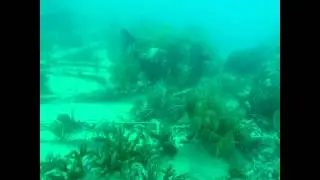 Tarpoon Divers South Beach can I get a discount for my amazing Hero 3 Vid