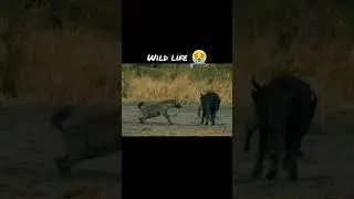 helpless wild buffalo hunted by hyena😪😪😪 #wildlife#sadstatus#sadmusic