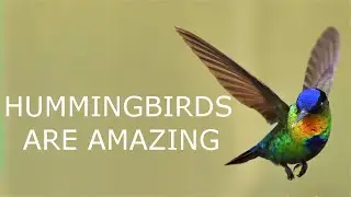 Incredible Hummingbird Metabolism Facts!