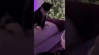 Hilarious Cat Curiosity Moments 😂🐱