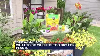 Owning Your Outdoors: What to do when it's too dry for plants