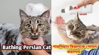Give your kitten or Cat a bath with these simple tips | First time bathing a kitten