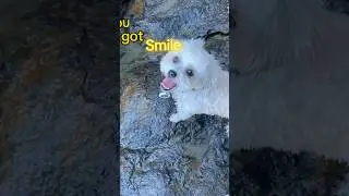 Dogs can smile! #puppy #dog #snme #beach