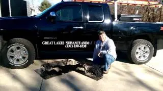 Great lakes nuisance animal control