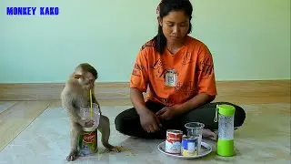Lovely Mom Making Apple Juice With Milk For Smart Monkey Kako Drink