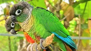 The birds in the forest are mating now. Green cheek conure parrot. 