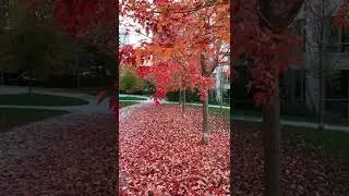 Maple Leaves Falling