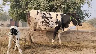 Farizian Cholstani cross Cow for sale (03084970147)in Pakistan on YouTube24 December 2021