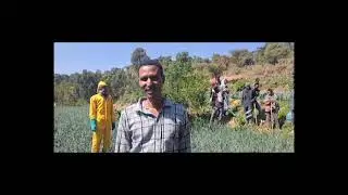 በማውራ ወራንገብና  በጎንደሮች ማርያም  ቀበሌ የነጭ ሽንኩርት   ልማት ስራ