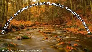 Calming Mountain Stream Sound | Autumn Stream Sound | Mountain River Flowing | Stream Flowing Sounds