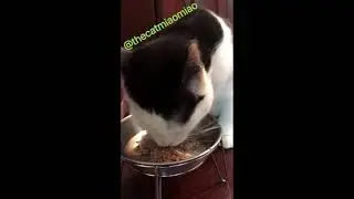 🔴 BIG CATS EATING ASMR, WITH SOUND EPIC, ENTERTAINMENT#CATS, #MEME, #CAT #MEMES (NEW IN 2025)