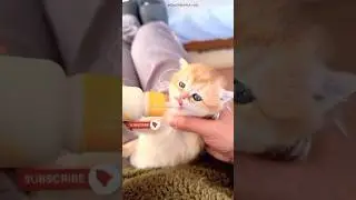 😻 Cute Cat Milk Time😍  #shorts #catvideos