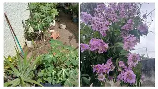 Cleaning the garden + disgusting bug ugh + beauty
