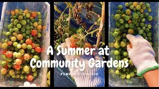 A Summer at Community Gardens and Food Banks
