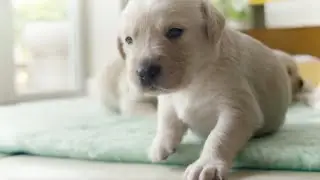 Puppy Opens its Eyes for the First Time | Puppy Senses | BBC Earth Kids
