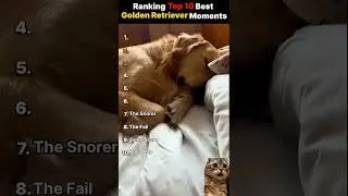 Ranking Top 10 Funniest Golden Retriever Moments! #GoldenRetriever #DogFails #FunnyDogs