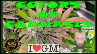 ZOLTRIX GROWER - COLORS OF CANNABIS! | AUTOFLOWERS | #ZOLTRIXGROWER #GROWYOUROWN #ORGANIC #EPIC