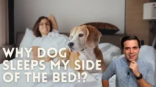 Why Does My Dog Sleep on My Side of the Bed? //  Dog sleeping position meaning