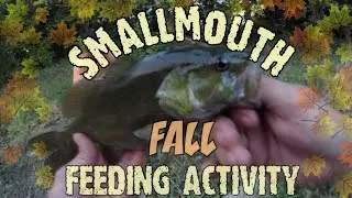 Smallmouth FALL FEEDING Activity (Mississinewa River) - Exploring Indiana Bass Fishing Ep 32