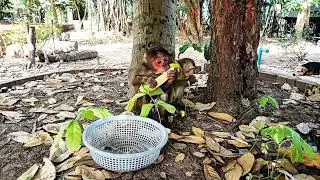 Cutest Animal Friendship Ever! #monkeylove #monkeyvideo #monkeydluffyonepiece #babymonkey