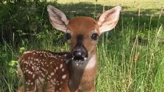 Most Funny and Cute Baby Deer Videos |  World's Cute Animals