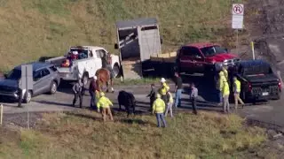 Cow on I-79 in western Pennsylvania (RAW VIDEO)