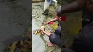ग्रामीण इलाक़े का खास फल | Tal Fruit तोड़ते हुए 🍈 #vbloger #youtubeshorts #yt #viral #vlog