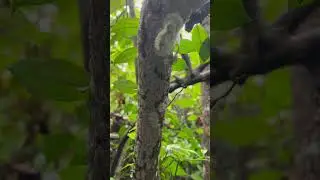 What is this alien fungus 🥸