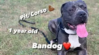 Taking my pit/corso mix to the pond!!!!
