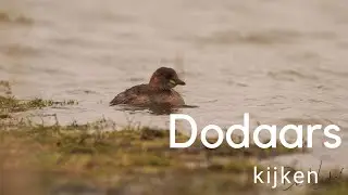 Dodaars kijken / Observing Little Grebe #619