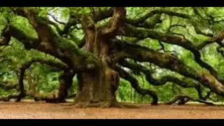BIG TREE Music