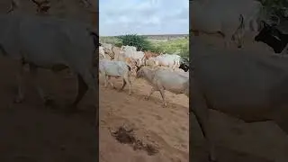 beauty of thar  cow  #animal  #cow #tharvlogs #groupofanimal #desertvlog beauty #thar