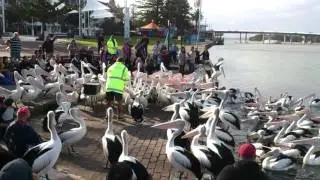 Pelican Feeding | The Entrance - Central Coast NSW Australia | Travel and Holiday Guide