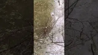 PESCA DE TARARIRAS EN UN PANTANO EN ZARATE-ENTRE RIOS