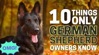 10 things only german shepherd dog owners understand