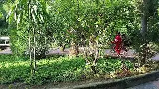 Ebba is playing game in greenery.