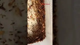 Туркменские тараканы. Кк. #Shelfordella tartara#ant # КК