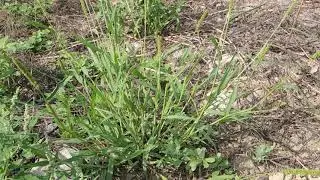 Setaria verticillata 200817