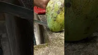 How to cut a Giant mango 🥭 #fruitcarving #fruitcutting