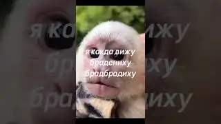 #monkey #rek #tiktok #youtubeshorts #рекомендации #funnymonkey #fup #happymonkey #люблювас #on