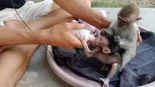 OMG 😂🙈💖 cute monkey taking care of his little brother 